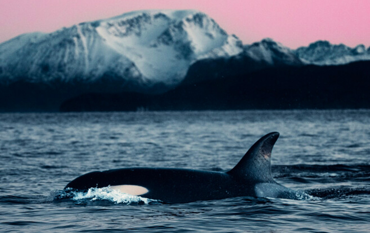 Film still for Orcas in the Arctic - An orca whale surfaces in calm waters with snow-capped mountains visible in the background under a pink sky.